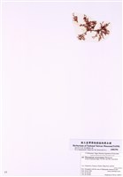 藏品(彎柄海頭紅)的圖片